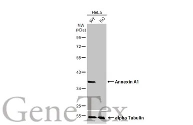 Annexin A1 antibody [HL2142]