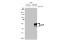 VGAT antibody [HL1616]