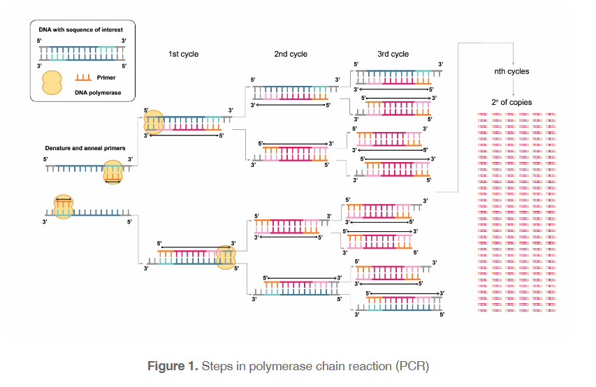 载体实验的成功基础：如何保证PCR模版的正确？