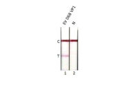 Enterovirus D68 VP1 antibody [HL1997]