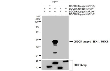 SEK1 / MKK4 antibody [HL1839]