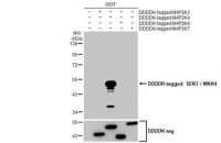 SEK1 / MKK4 antibody [HL1839]