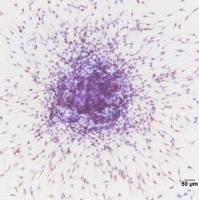 原代神经干细胞