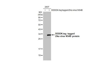 Zika virus NS4B protein antibody [HL1663]