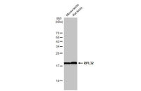 RPL32 antibody [HL2331]