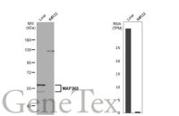 MAP3K8 antibody [HL2118]