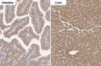 GLUD1+ GLUD2 antibody [HL2125]