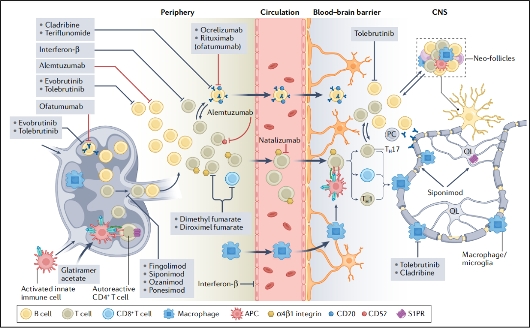 集萃药康EAE动物模型探索多发性硬化MS药物研究