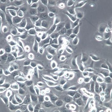 【NCM460】NCM460细胞/NCM460细胞/NCM460人正常结肠上皮细胞