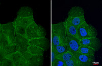 SLC1A5 antibody [HL1617]