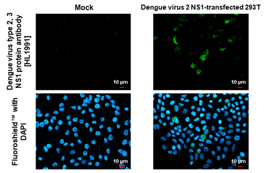 Dengue virus type 2, 3 NS1 protein antibody [HL1991]