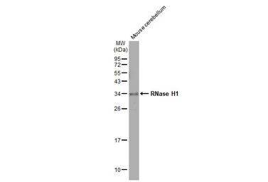 RNase H1 antibody [HL2343]