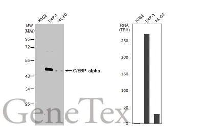 C/EBP alpha antibody [HL1747]