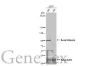 beta Catenin antibody [HL1753]