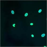 Lamin A + C antibody [mab636]