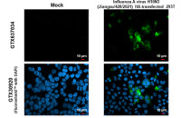 Influenza A virus H10N3 HA (Hemagglutinin) antibody [HL1559]