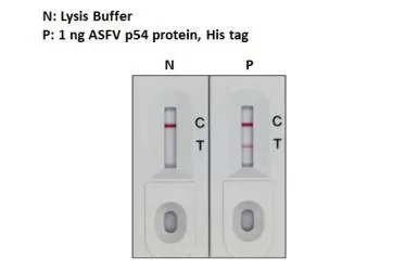 ASFV p54 (ECD) protein, His Tag