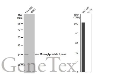 Monoglyceride lipase antibody [HL1938]
