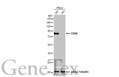 CD44 antibody [HL1650]