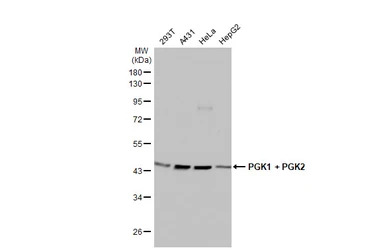 PGK1 + PGK2 antibody [HL1775]