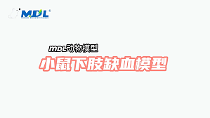 丁香实验推荐阅读