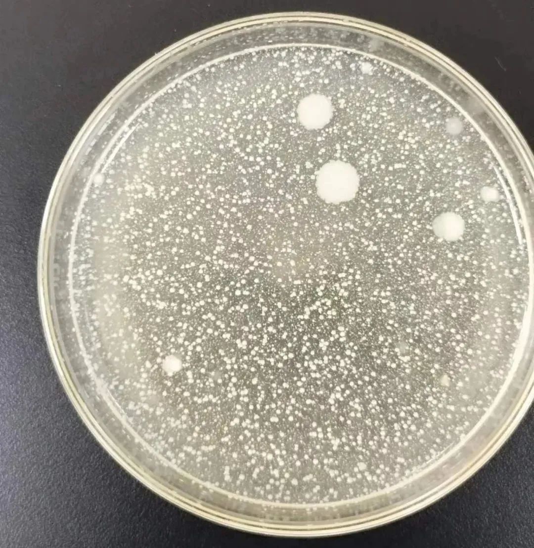 啤酒检测中常见的微生物菌落形态