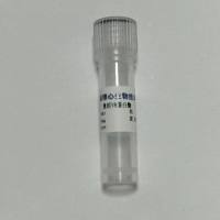 重组V813蛋白酶蛋白内切酶Glu-C  (重组天冬酰胺/谷氨酰胺内切酶）