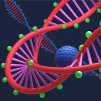 DNA甲基化测序TBS