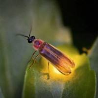 双荧光素酶报告基因检测服务