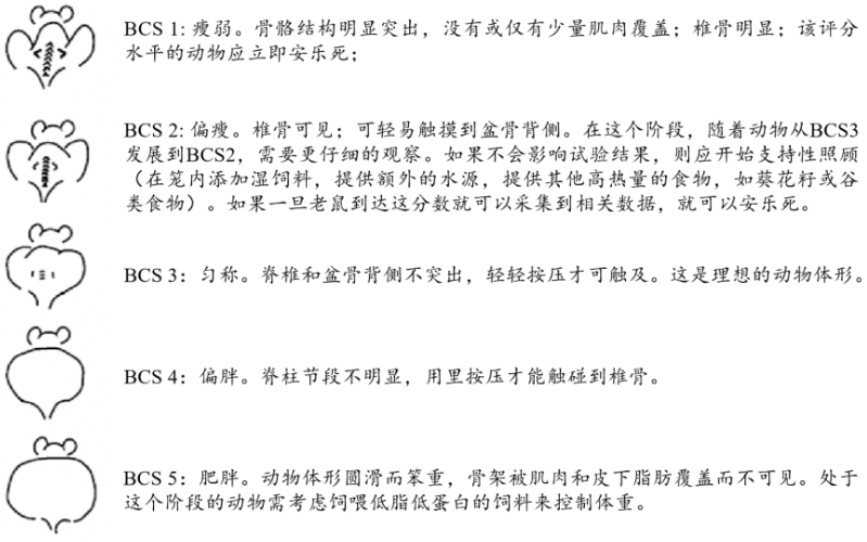 动物福利 | 肿瘤研究项目中的大小鼠的人道终点指导
