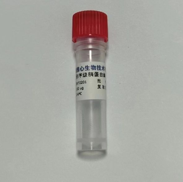 重组胰蛋白酶序列分析纯