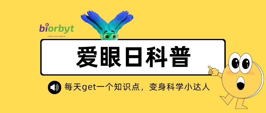 【Biorbyt眼睛科普专场】关于眼睛的研究热点