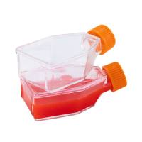 P53R细胞 人结直肠癌细胞系/STR鉴定