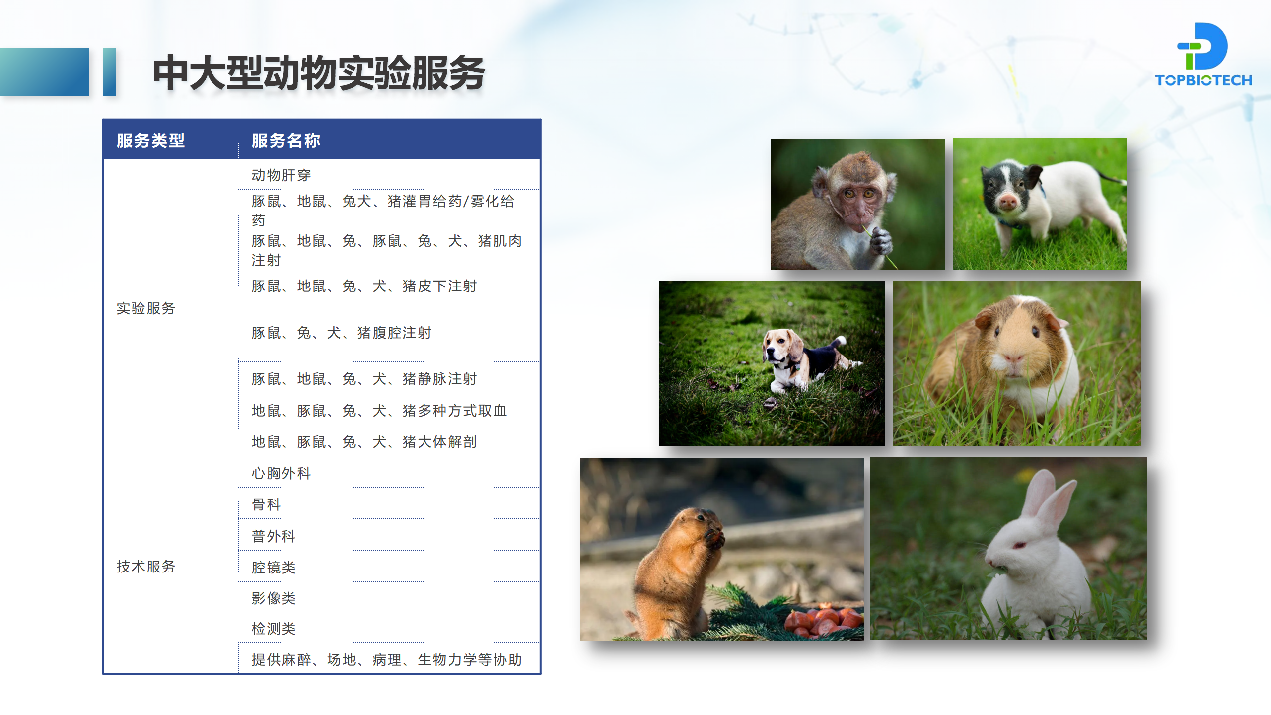 大动物模型及系列技术服务，看这里