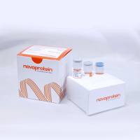 Recombinant SARS-CoV-2 S-trimer Protein (CH.1.1