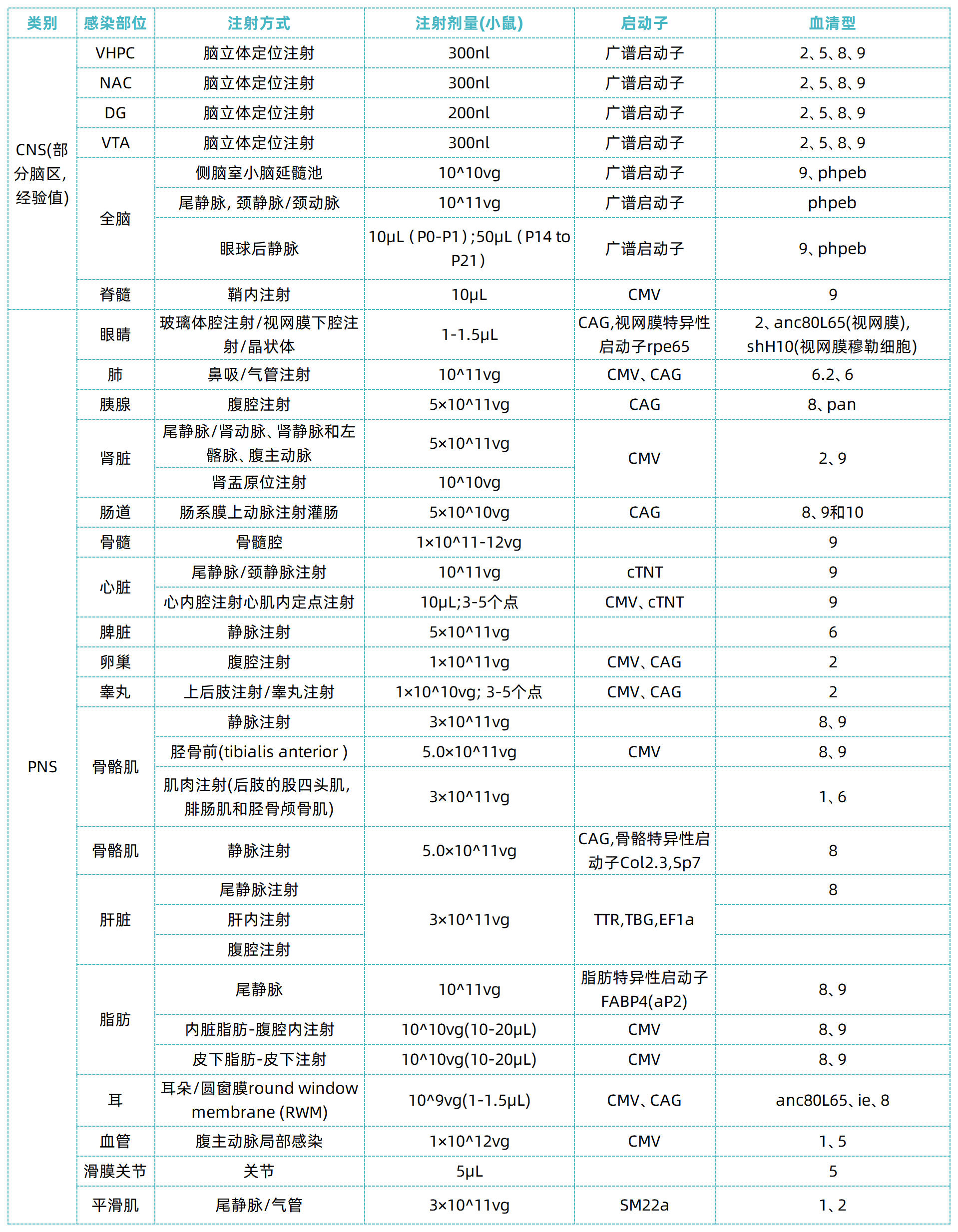 腺相关病毒载体（AAV）在肺脏的研究及应用