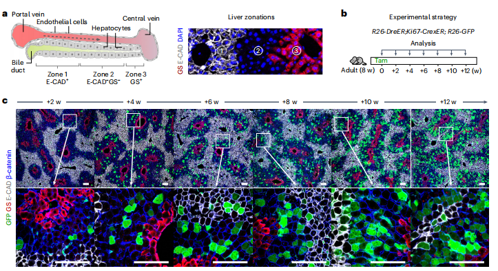 Nature Protocols | 南模生物助力揭示检测细胞增殖的新方法