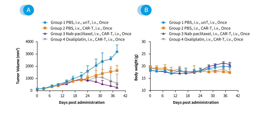 南模生物肿瘤药效平台 为您提供完美的临床前解决方案