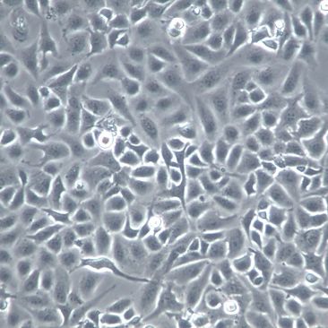 【HET-1A】HET-1A细胞/HET-1A细胞/HET-1A人食管上皮细胞
