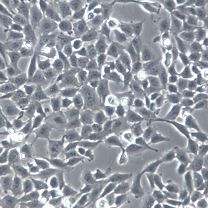 【F81】F81细胞/F81细胞/F81猫肾细胞