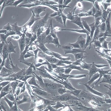 DC小鼠树突状细胞永生化
