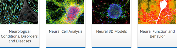 ibidi为细胞培养和显微镜研究-为神经科学研究提供多种解决方案