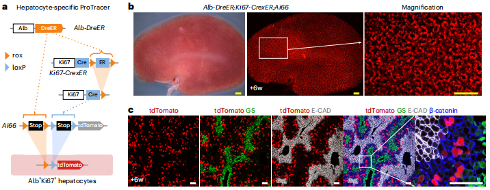 Nature Protocols | 南模生物助力揭示检测细胞增殖的新方法