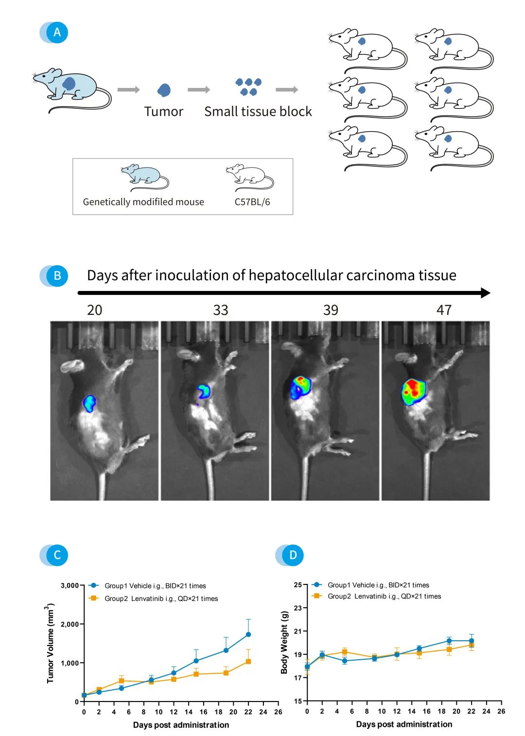 南模生物肿瘤药效平台 为您提供完美的临床前解决方案