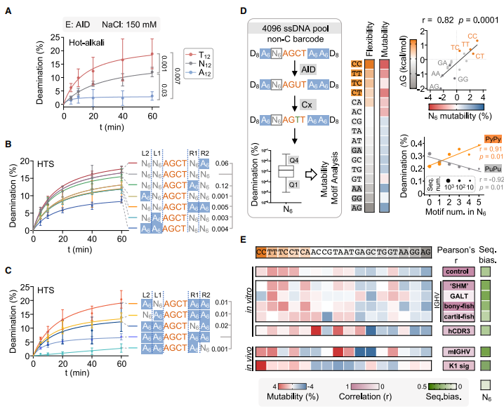 Cell | 南模生物助力揭示DNA柔性在抗体基因超突变中的生理功能