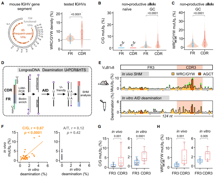 Cell | 南模生物助力揭示DNA柔性在抗体基因超突变中的生理功能
