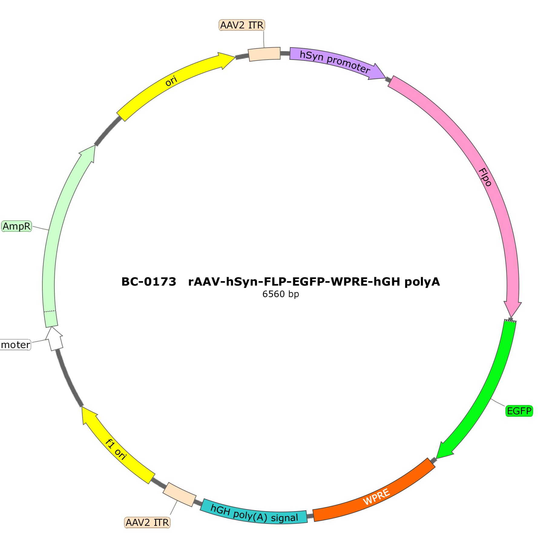 重组酶/腺相关病毒rAAV-hSyn-Flp-EGFP