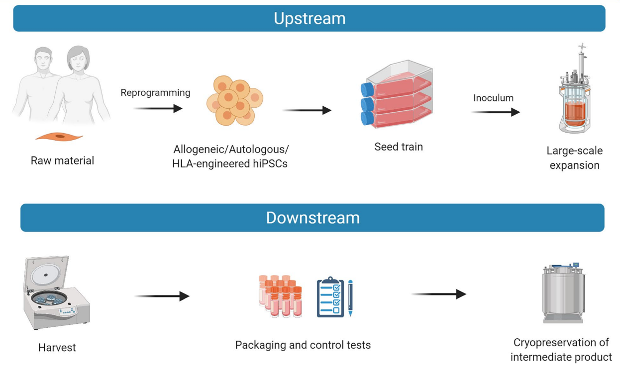 高品质Laminin蛋白，支持临床级别iPSCs规模化生产