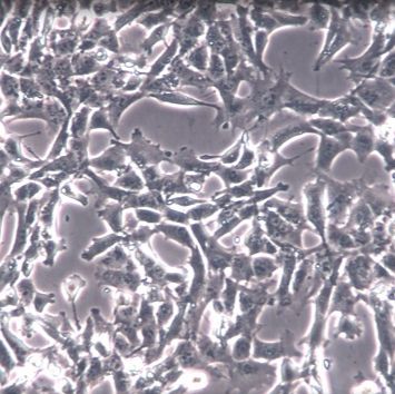 【NIH/3T3】NIH/3T3细胞/NIH/3T3细胞/NIH/3T3小鼠胚胎成纤维细胞