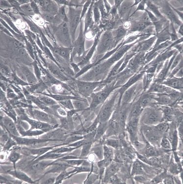 【A7r5】A7r5细胞/A7r5细胞/A7r5大鼠胸大动脉平滑肌细胞